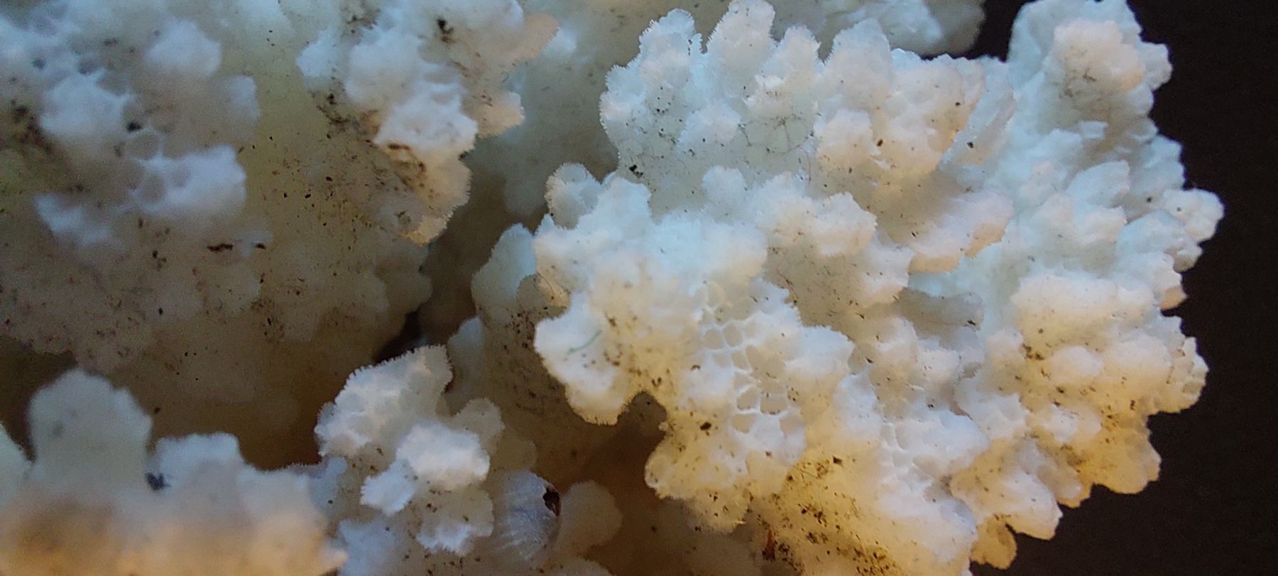 Tutte le decorazioni: Echte, dekorative Koralle. 538g – Usato da Fehraltorf venduto da Albino61 5