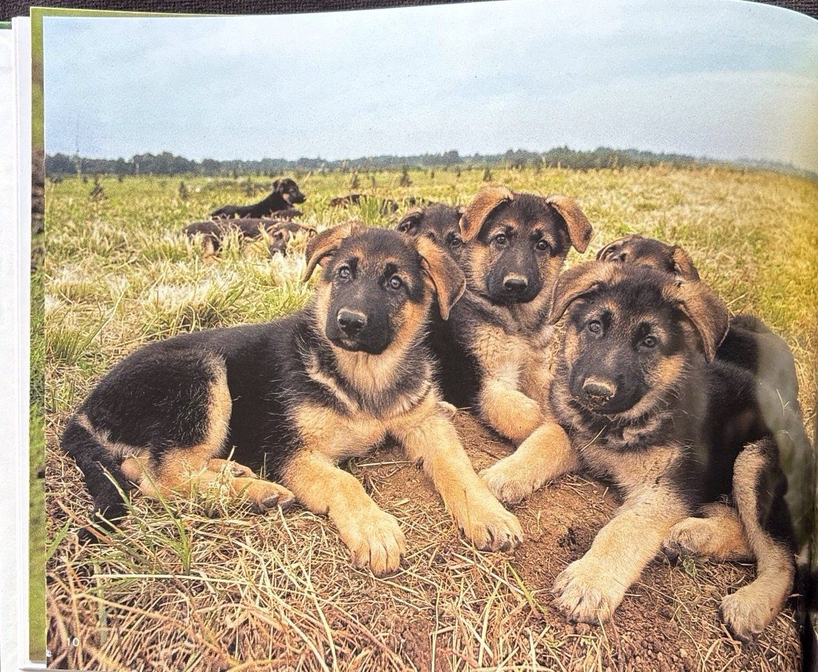 Libri: Verspielte Hundekinder – Nuovo e nell'imballaggio originale da Sarnen venduto da Livres 5