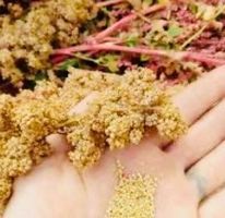 Ab 5.- 20 fr SAMEN GRAINES SEMI SEEDS Quinoa