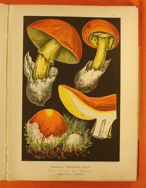 Libri: LES CHAMPIGNONS COMESTIBLES 1890 – Usato da Grüningen venduto da Kartensammler