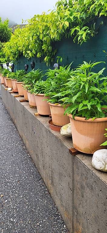 Vasi & Recipienti: Vasi in coccio di echinacea – Usato da Grono venduto da Lorenzoalberto57 1