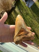riesiger Megalodon Zahn Indonesien