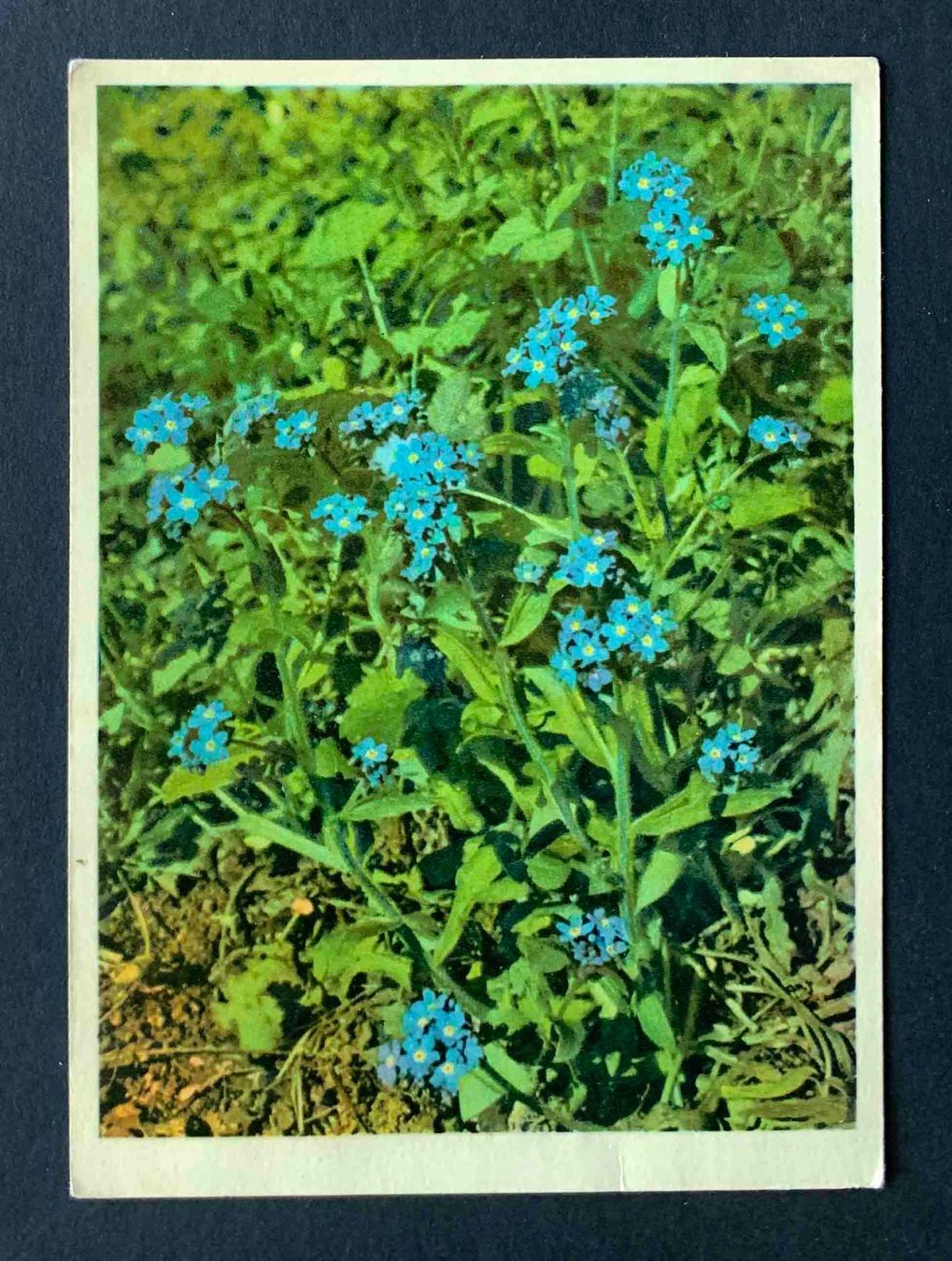 Cartoline postali: AK Boragieae Acker Vergissmeinnicht 1966 – Usato da Goldau venduto da Balkonia09
