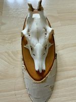 Rehschädel Trophäe auf Holzsockel - Jagd Deko 🍂🦌