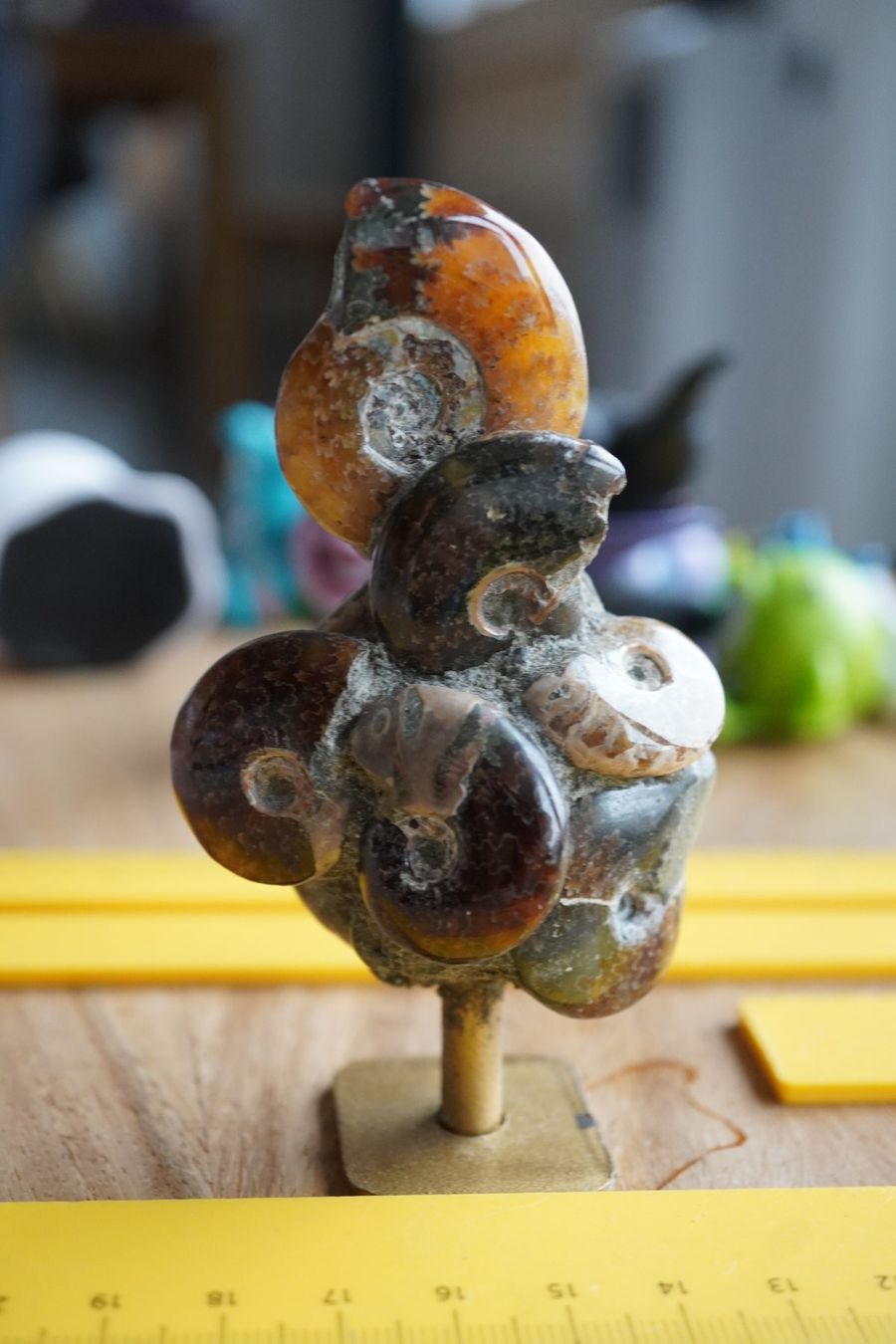 Fossili: Ammonit Cluster Figur   10cm  x 5cm – Nuovo e nell'imballaggio originale da Eschenbach SG venduto da topstone 6