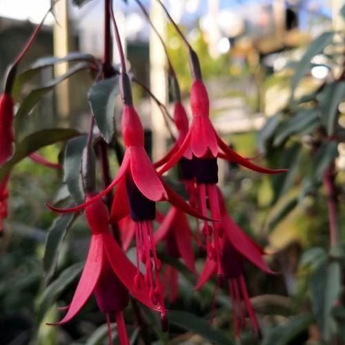 Piante & sementi: Fuchsia royal comestible  RARE  20cm – Nuovo (secondo la descrizione) da Bremblens venduto da FIBONACCI369 2