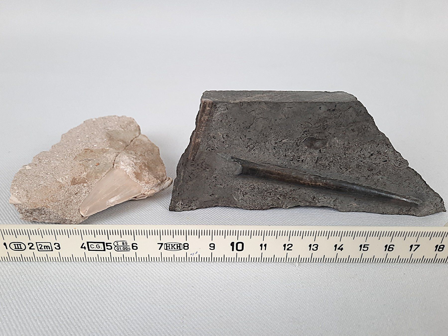 Fossili: Fossiler Haifischzahn und Donnerkeil – Usato da Beinwil am See venduto da Restwert_Beinwil 9