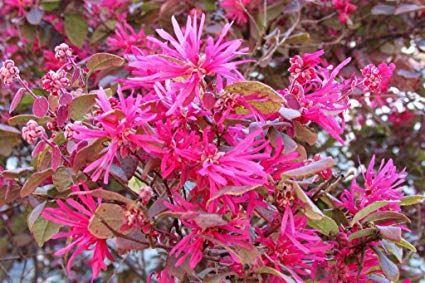 Piante & sementi: Loropetalum  Fire Dance 15-20cm – Nuovo e nell'imballaggio originale da Bremblens venduto da FIBONACCI369 1