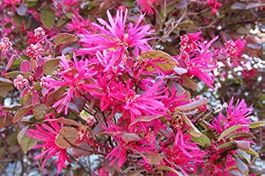 Loropetalum  Fire Dance 15-20cm 3x