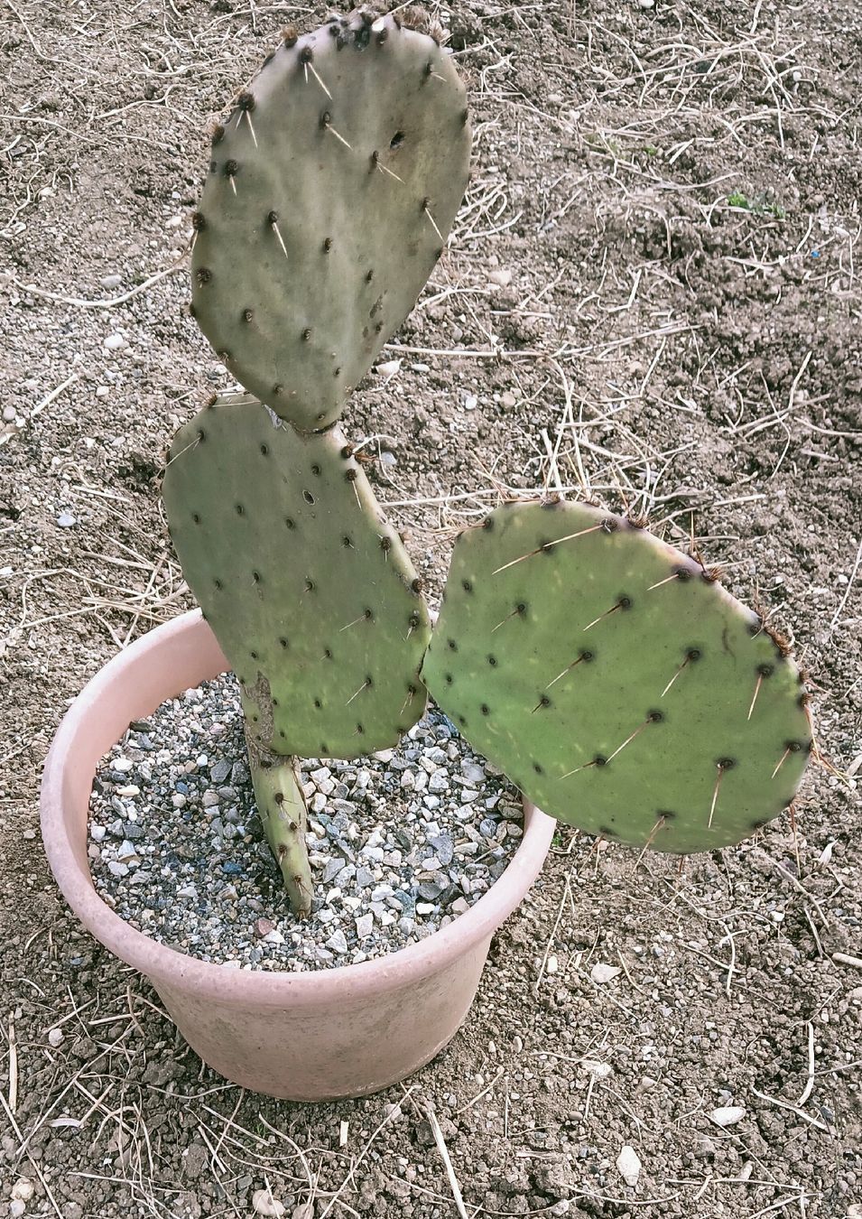 Piante & sementi: Opuntia Orbiculata seymour – Nuovo (secondo la descrizione) da Augst BL venduto da Betsileo