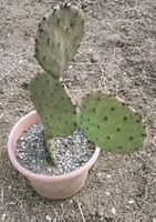 Opuntia Orbiculata seymour