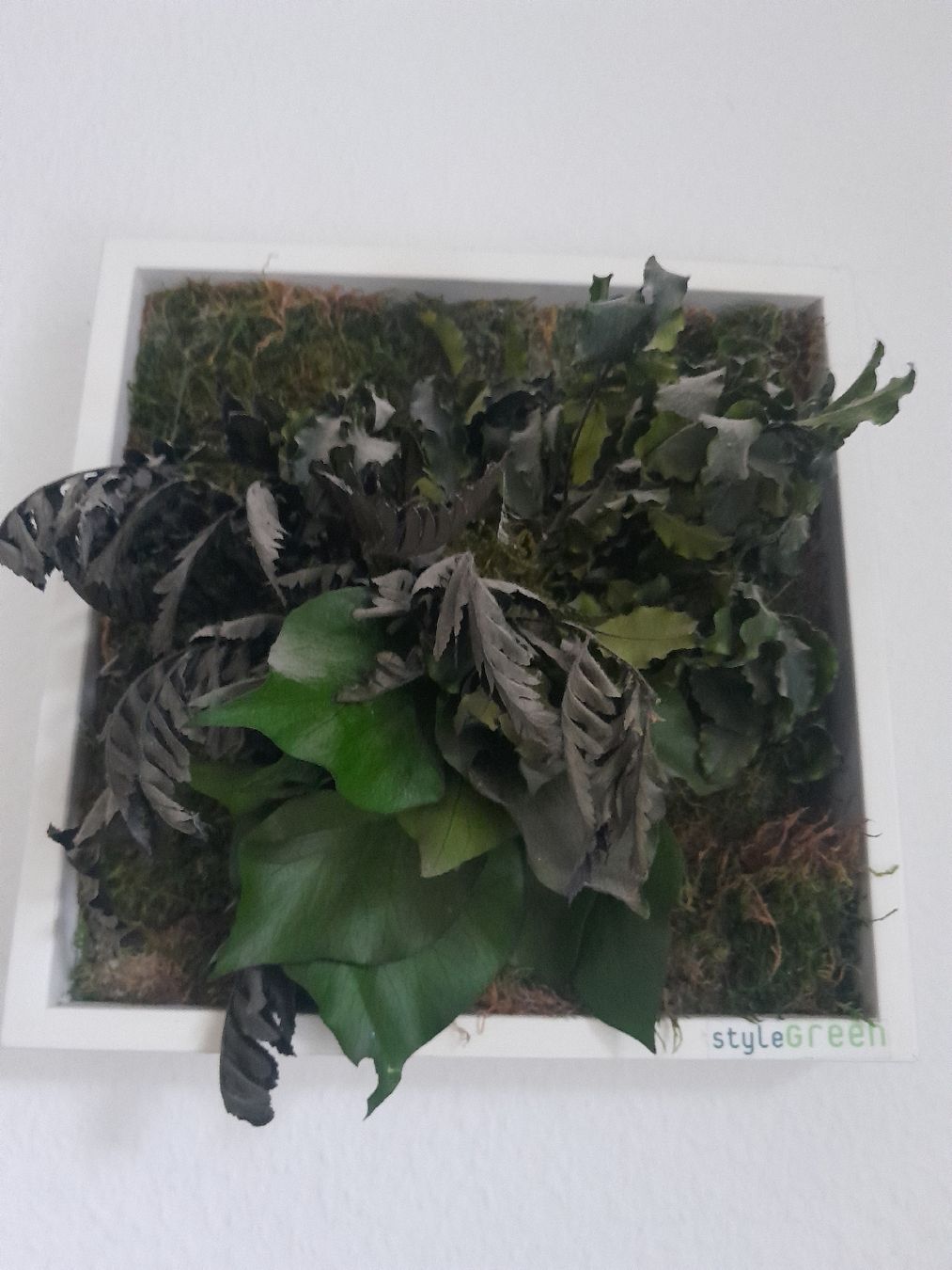 Poster & Bilder: Echtmoosbild im Rahmen von StyleGreen – Gebraucht aus Olten von so.bi