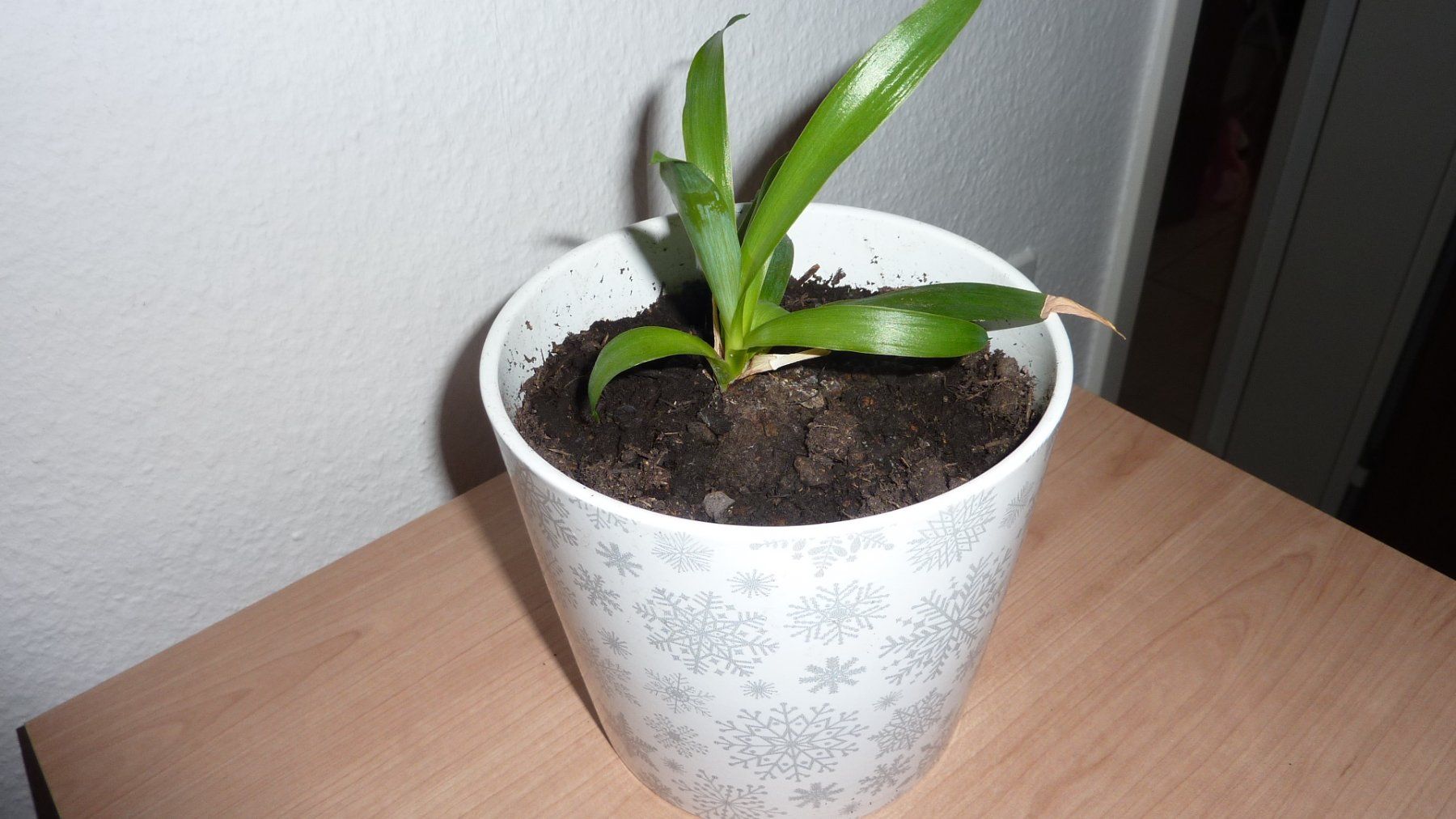 Piante & sementi: junge yucca  palme – Nuovo (secondo la descrizione) da Füllinsdorf venduto da pmarkus 2