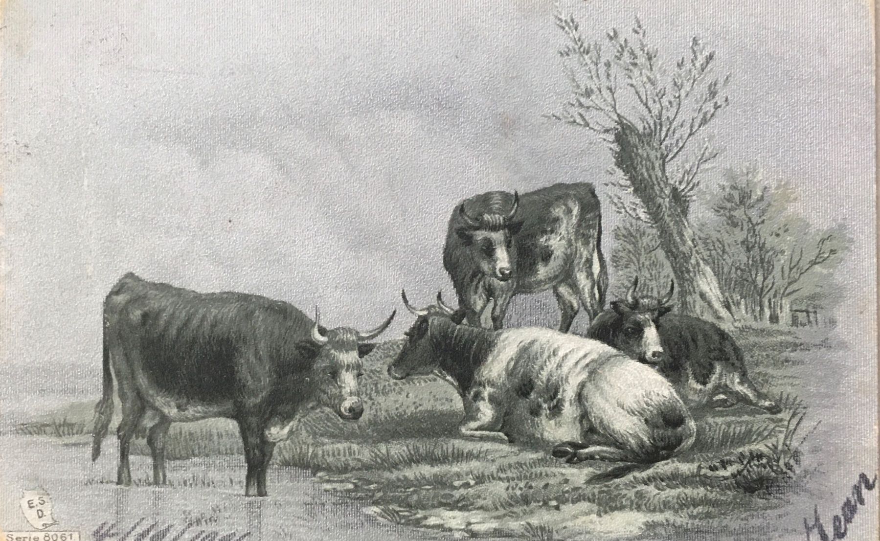 Ansichtskarten: Landwirtschaft, Kühe, 1901 – Gebraucht aus Frauenfeld von Merk52