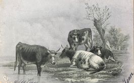 Landwirtschaft, Kühe, 1901