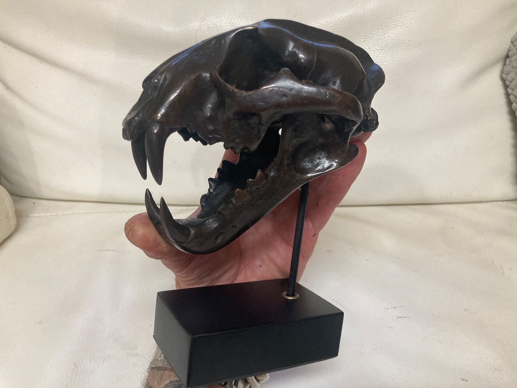 Il mondo degli animali: Bronze Guss Leopardenschädel – Usato da Gossau SG venduto da Waceera 4