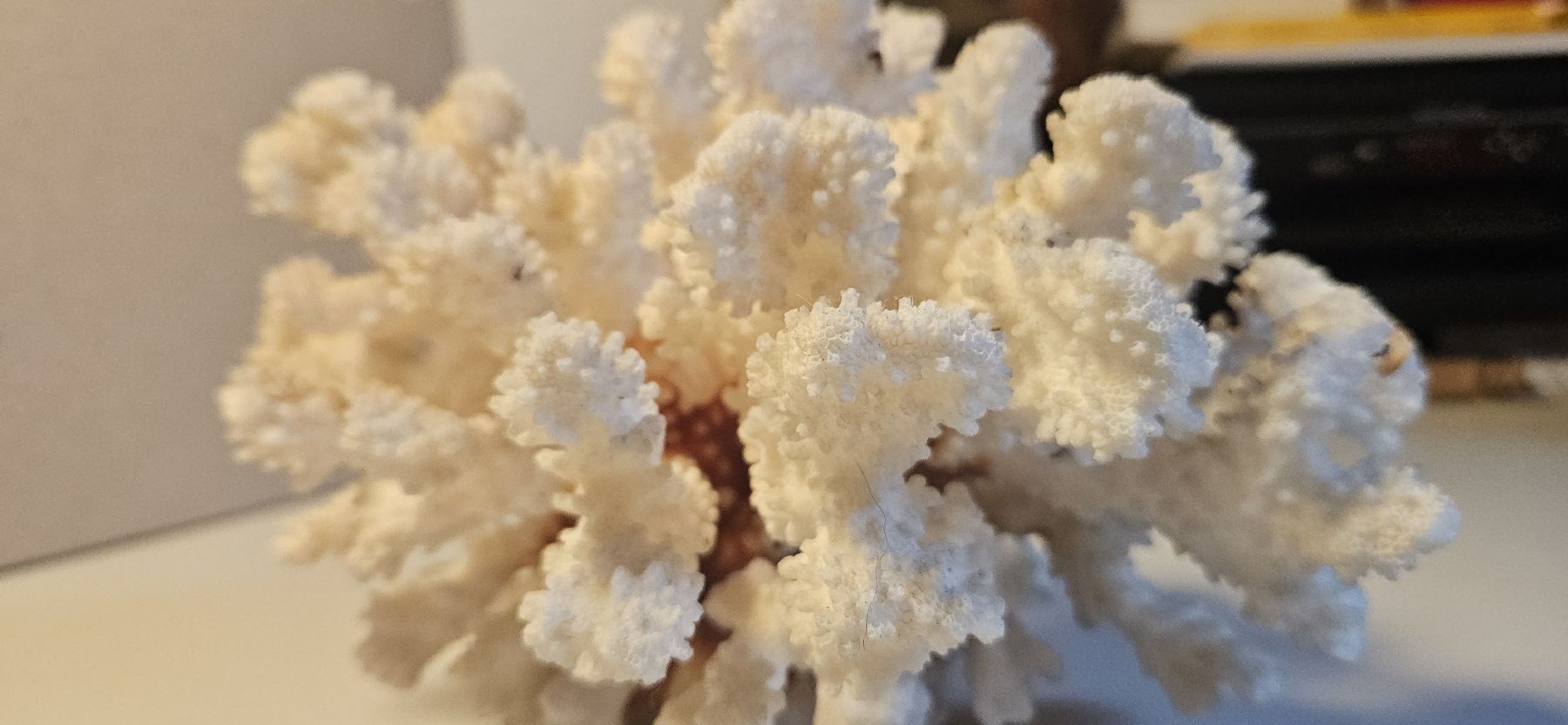 Fossili: Echte Koralle, Steinkoralle  – Usato da Belp venduto da Ginus85 2
