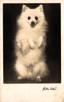 Bettelnder weisser Spitz