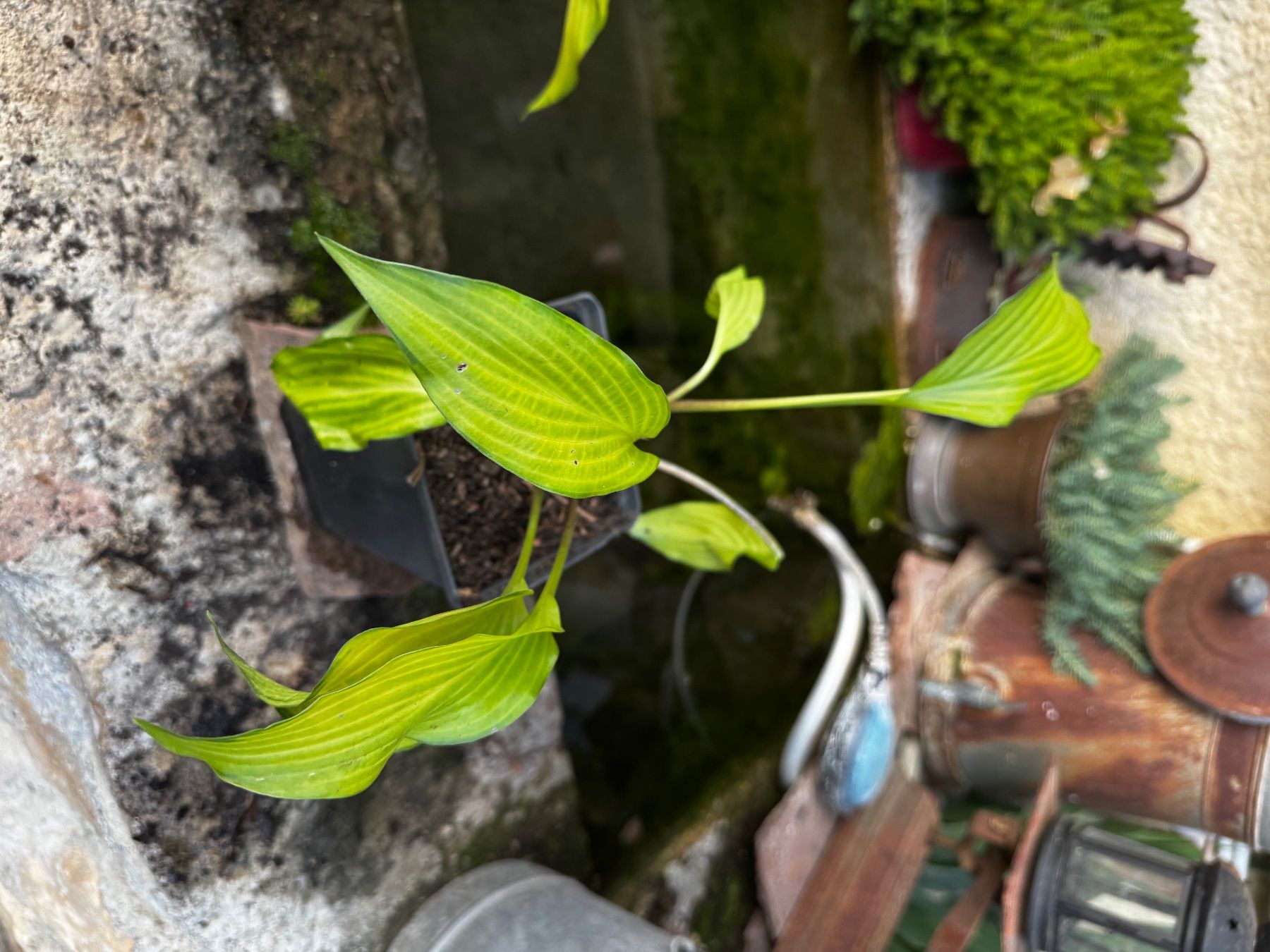 Pflanzen & Samen: Hosta Paradise Tritone – Gebraucht aus Lajoux JU von Briard0