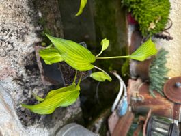 Hosta Paradise Tritone