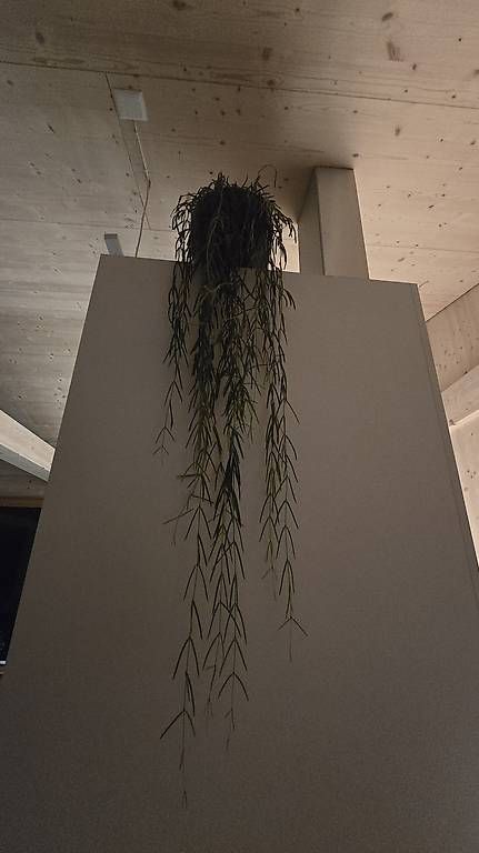 Pflanzen & Samen: Hoya linearis Stecklinge unbewurzelt – Gebraucht aus Arbon von Elena....