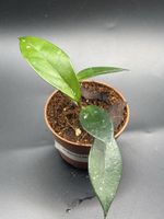 Hoya Carnosa (1-4)