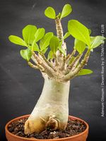 Adenium Obesum - Wüstenrose - "Bonsai-Bäumchen"