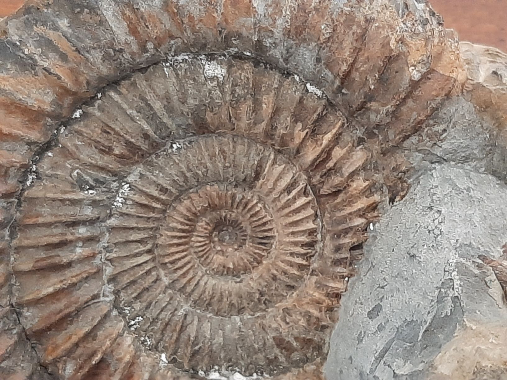 Fossili: Zwei Ammoniten England – Usato da Rickenbach BL venduto da Oktober68 3