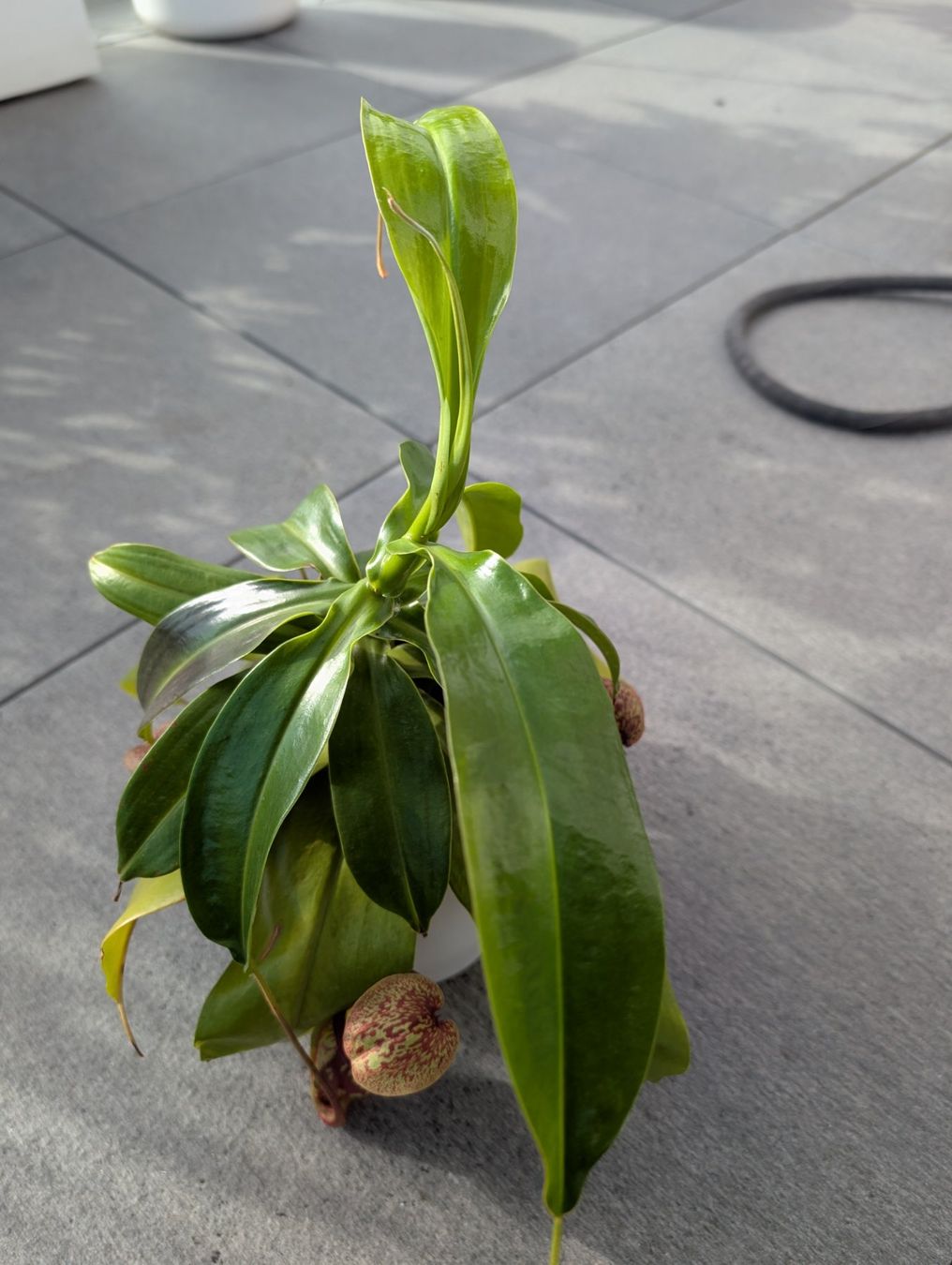 Piante & sementi: Nepenthes Gaya – Usato da Immensee venduto da gan_2ptt 1