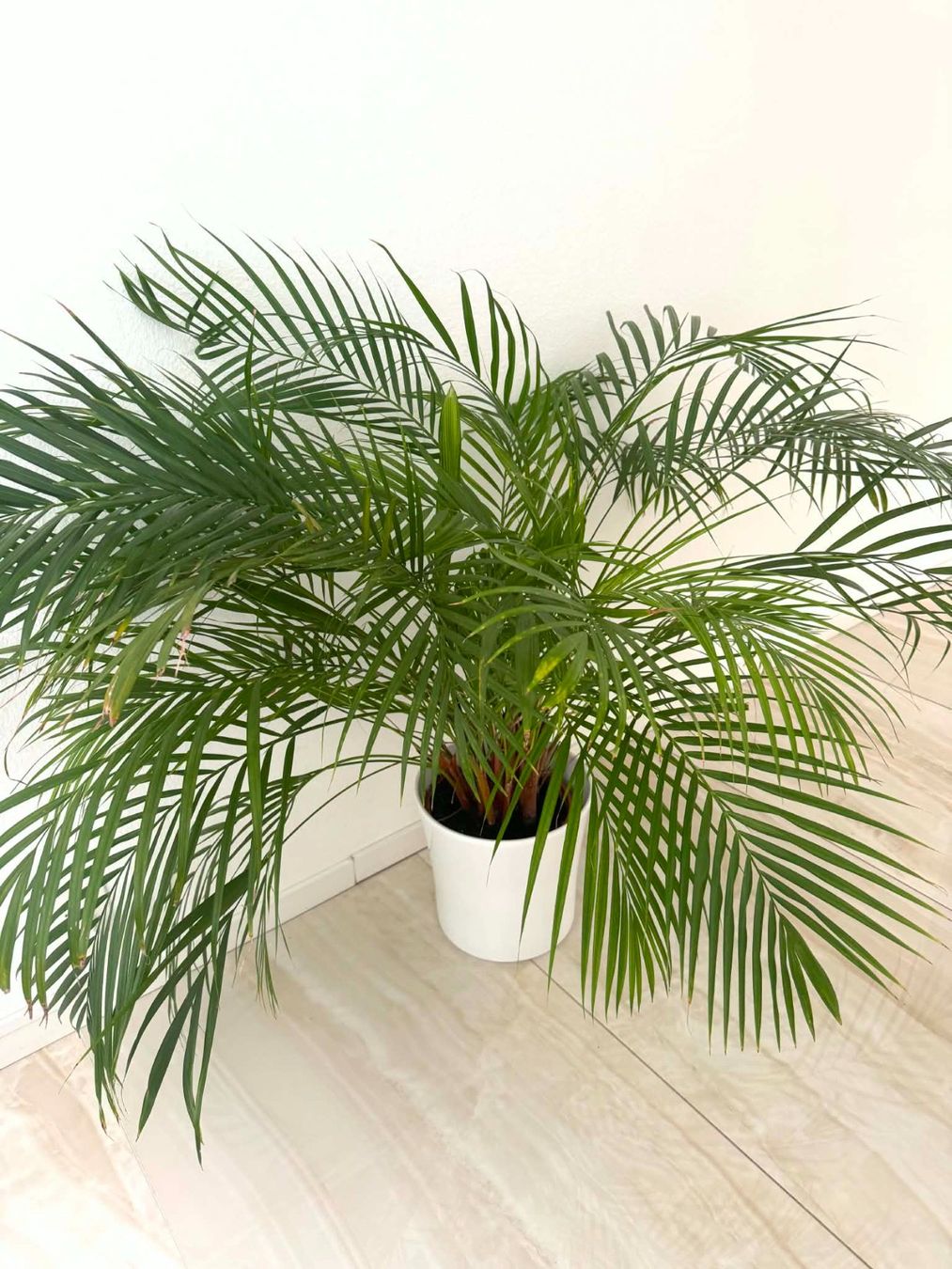Piante & sementi: Grössere Pflanze – Usato da Bern venduto da MIR-IAM
