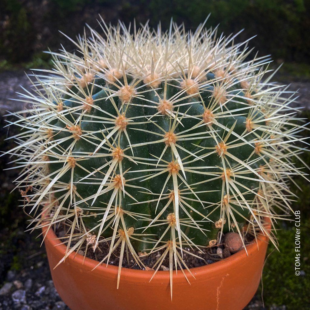 Pflanzen & Samen: Echinocactus Grusonii – „Schwiegermuttersitz" - Kaktus – Neu und originalverpackt aus Adliswil von astom369