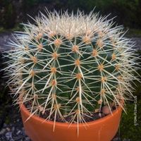 Echinocactus Grusonii – „Schwiegermuttersitz" - Kaktus