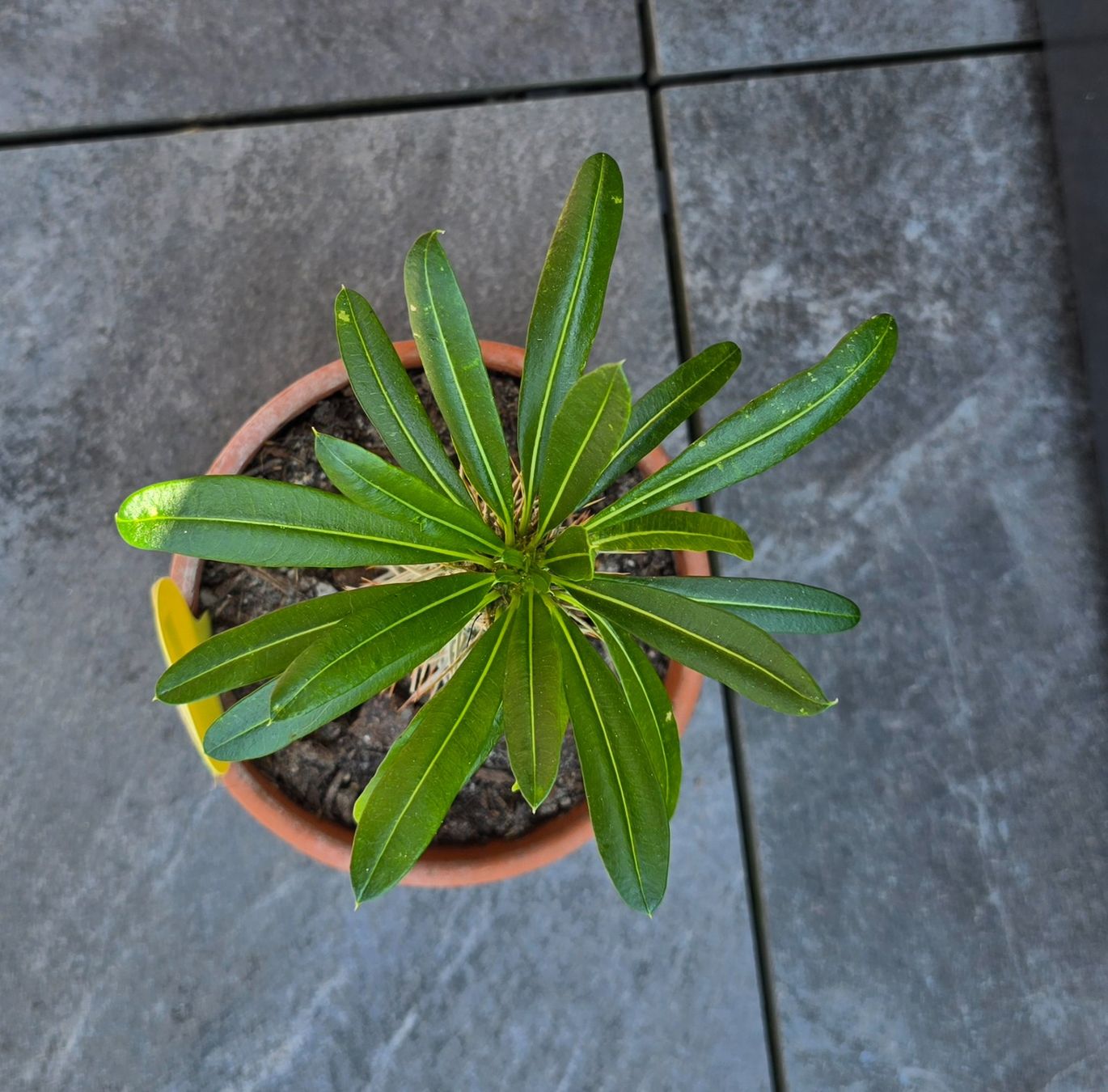 Pflanzen & Samen: Madagaskar Palme im Tontopf – Gebraucht aus Aarburg von Glitzerschein 4