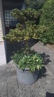 Fichte im Topf, mit Unterpflanzungen, weisse Blume, Garten