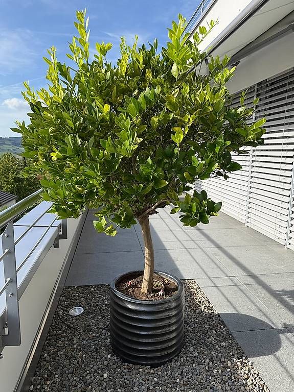 Plantes & graines: Zitrusbäumchen – D'occasion à Büron par World1