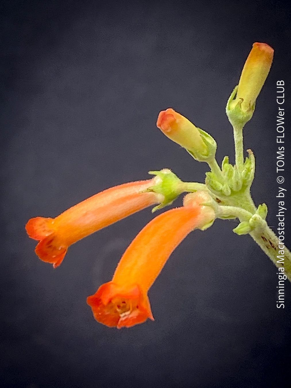 Plantes & graines: Sinningia Macrostachya - einzigartige Blütenpflanze – Neuf avec emballage d'origine à Adliswil par astom369 5