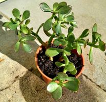 SUKKULENT « MONÉTAIRE »↕: 15 cm SUCCULENTE “MONETARIA”