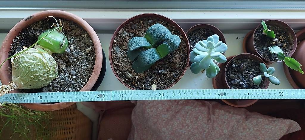 Piante & sementi: Lot de succulentes avec pots – Usato da Nidau venduto da jul_6tpv 1