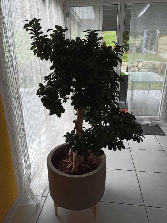Fiicus Ginseng Bonsai Baum mit Topf Kaufen auf Ricardo