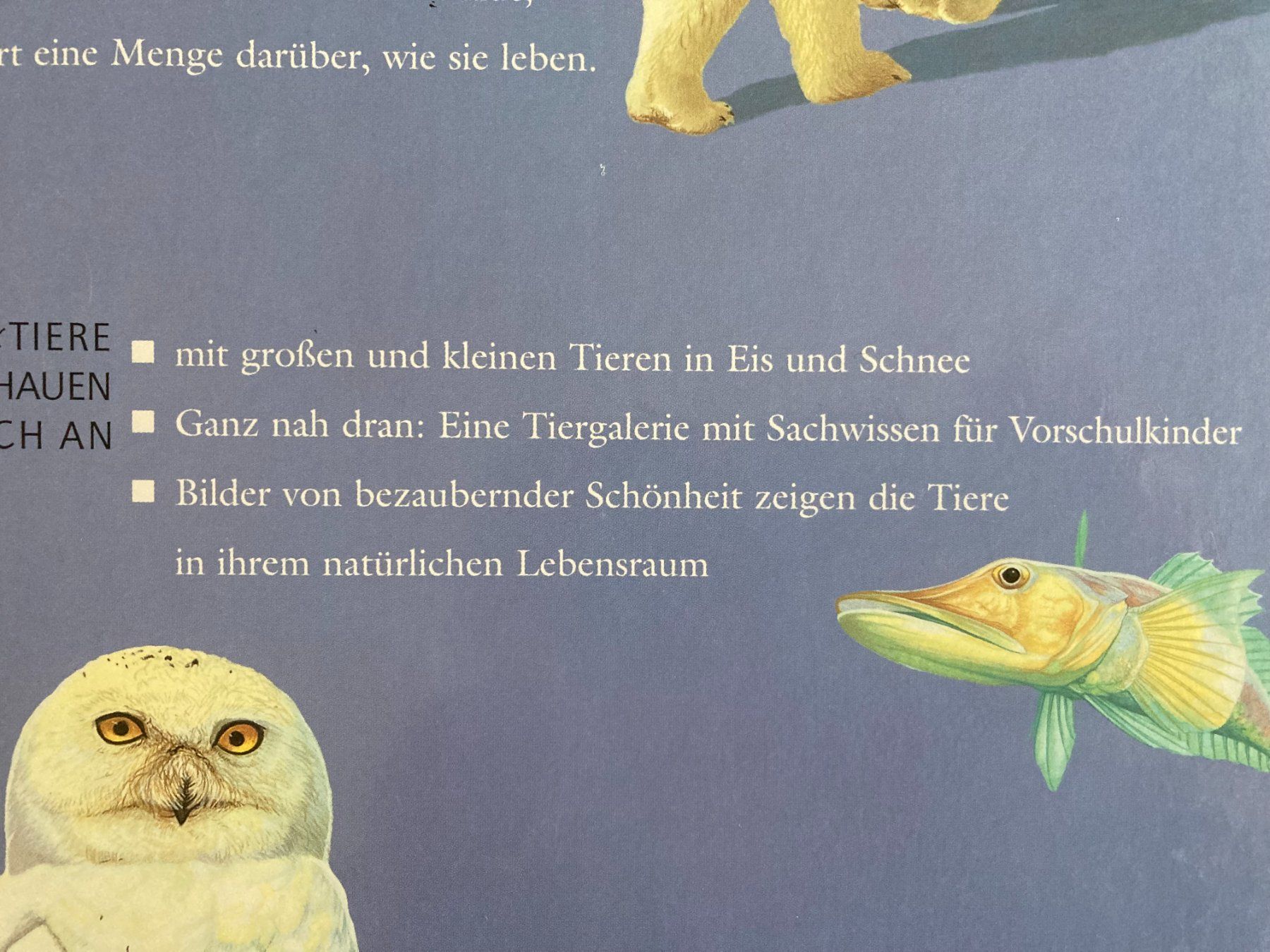 Libri: TIERE  IN  EIS  UND  SCHNEE      PATMOS Verlag – Usato da Subingen venduto da Etageren 3