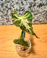 Alocasia Loco aus Rhizom
