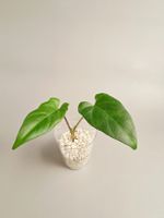 Alocasia lauterbachiana