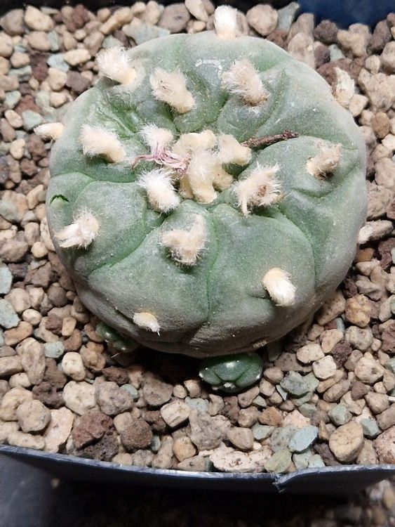 Lophophora Diffusa var. Koehresii GM 801, 14 Jährig | Kaufen auf Ricardo