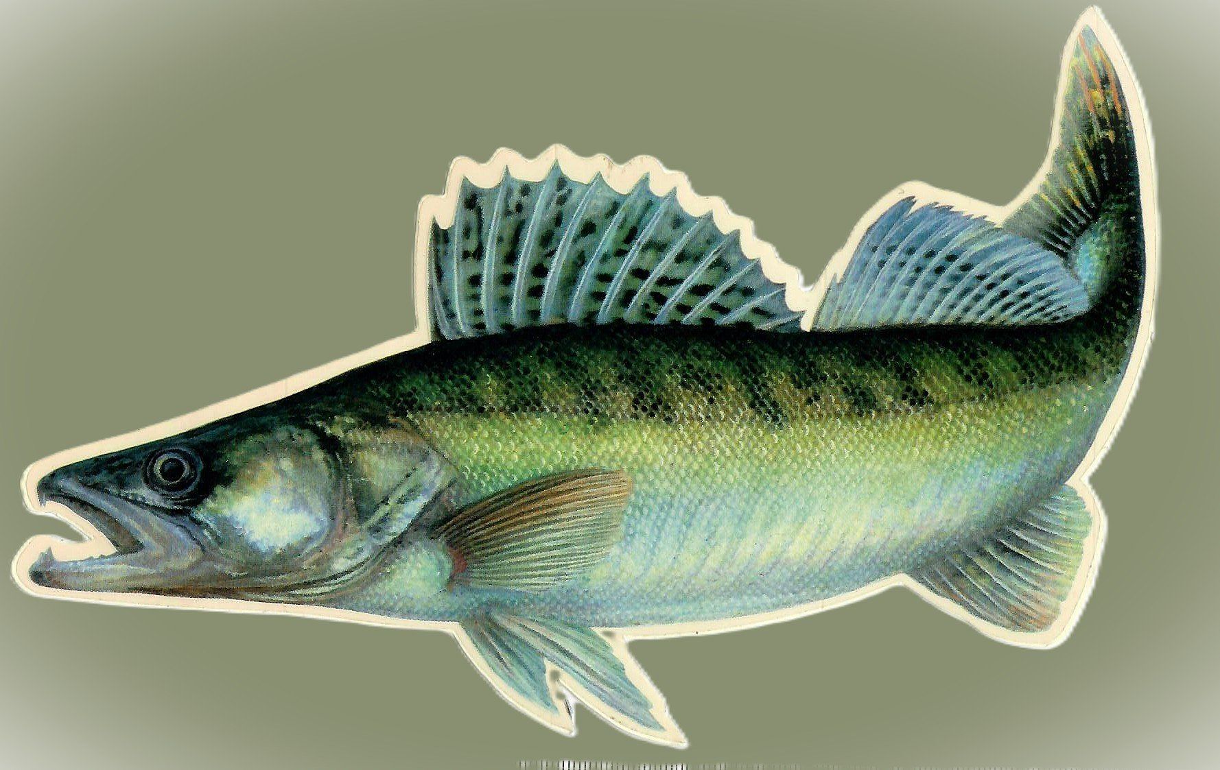 Sticker: Zander  🐟  Aufkleber – Nuovo e nell'imballaggio originale da Roggwil BE venduto da buggs04 1
