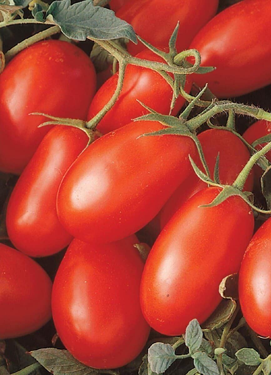 Pflanzen & Samen: 50 Samen ROMA Tomate Italienische Sorte – Neu (gemäss Beschreibung) aus Ehrendingen von VerveinaSamen 3