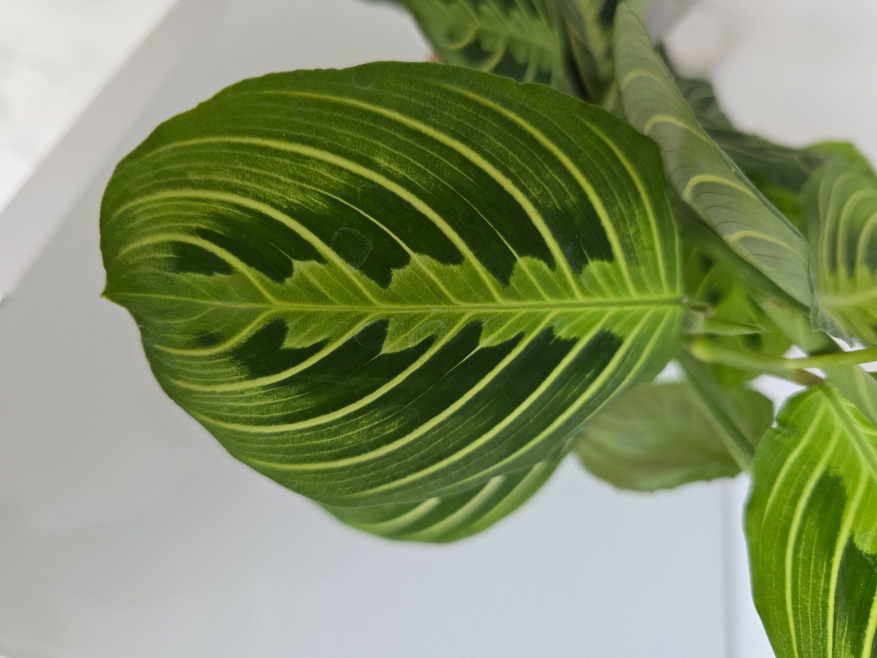 Piante & sementi: Maranta Leuconeura – Usato da Aarburg venduto da Glitzerzauber 3