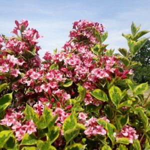 Piante & sementi: Weigelia florida Variegata 15-20cm – Nuovo (secondo la descrizione) da Bremblens venduto da FIBONACCI369