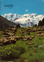 1977 AK Piz Palü und Bellavista