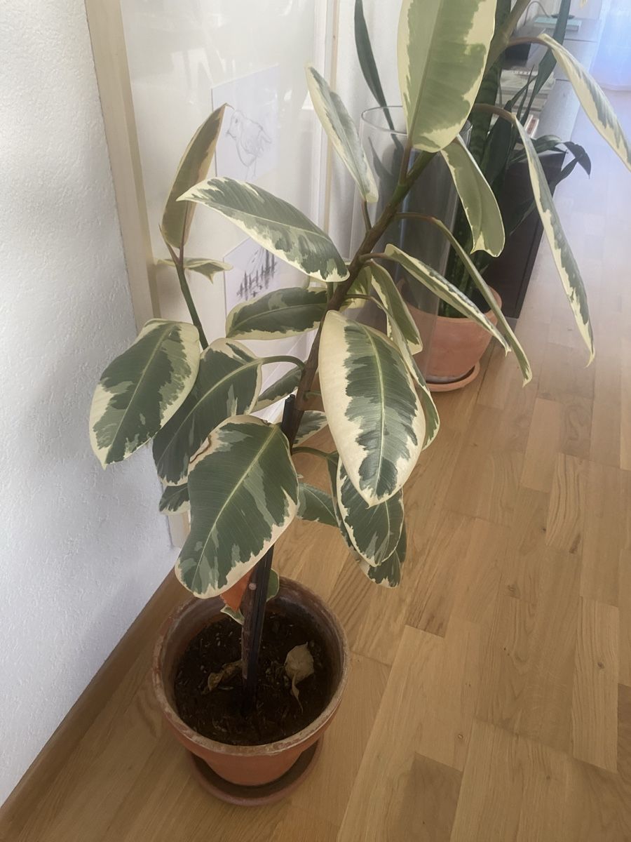 Plantes & graines: Ficus Elastica. – D'occasion à Köniz par AlessandraMedici 1