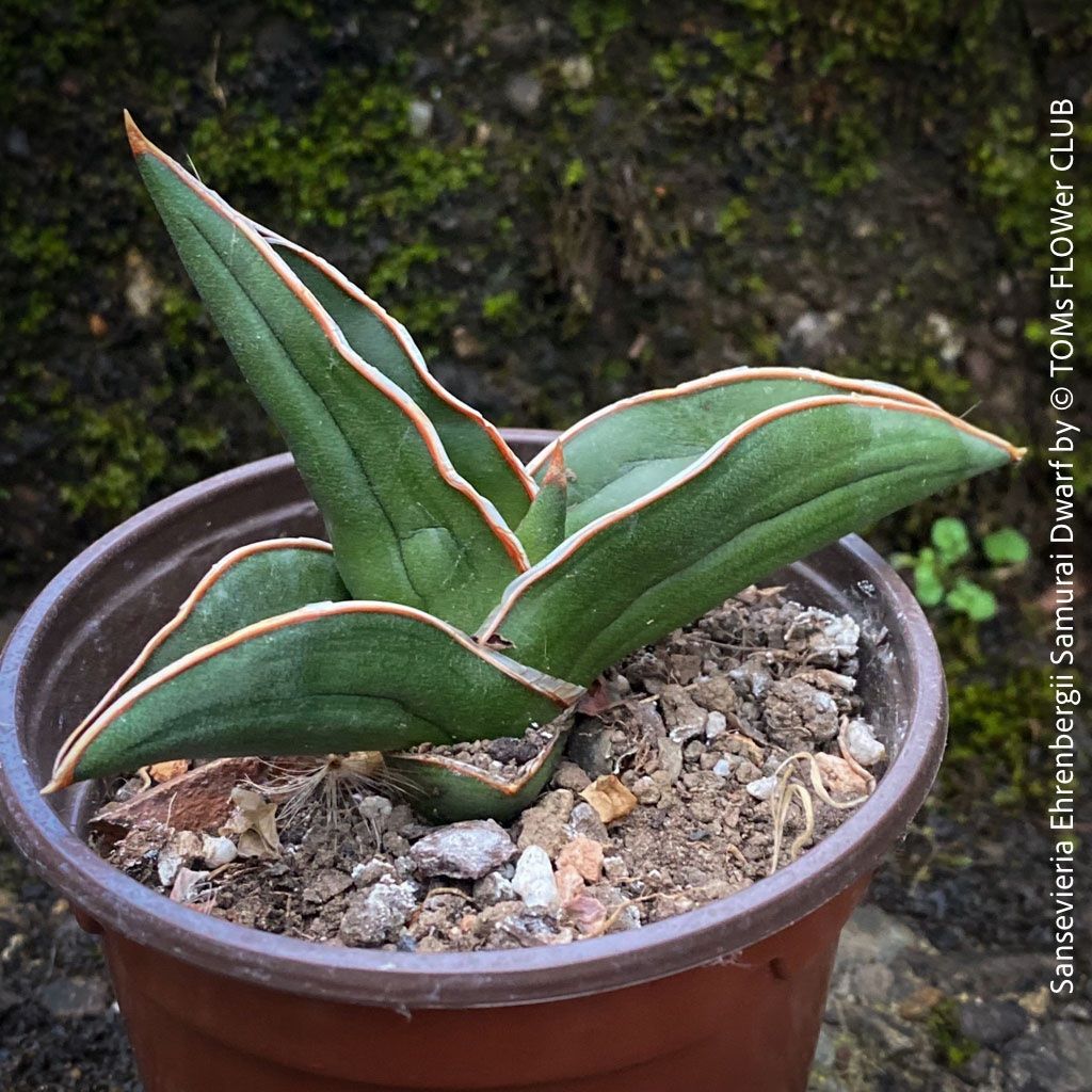 Piante & sementi: Sansevieria Ehrenbergii Samurai Dwarf - absolut robust – Nuovo e nell'imballaggio originale da Adliswil venduto da TAKEYOURPLANT 8